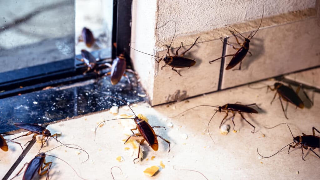 Les conséquences d'une invasion de cafards sur votre santé et votre habitat