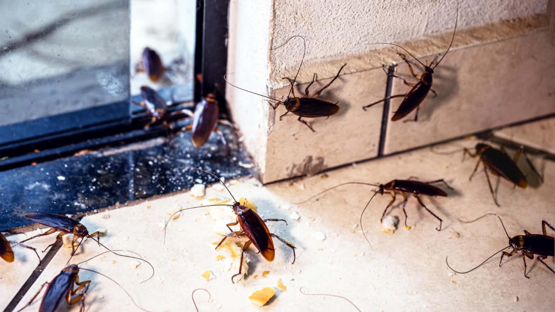 Les conséquences d'une invasion de cafards sur votre santé et votre habitat